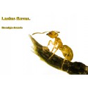 Lasius flavus- Kolonie(GOLDENE Ameise)