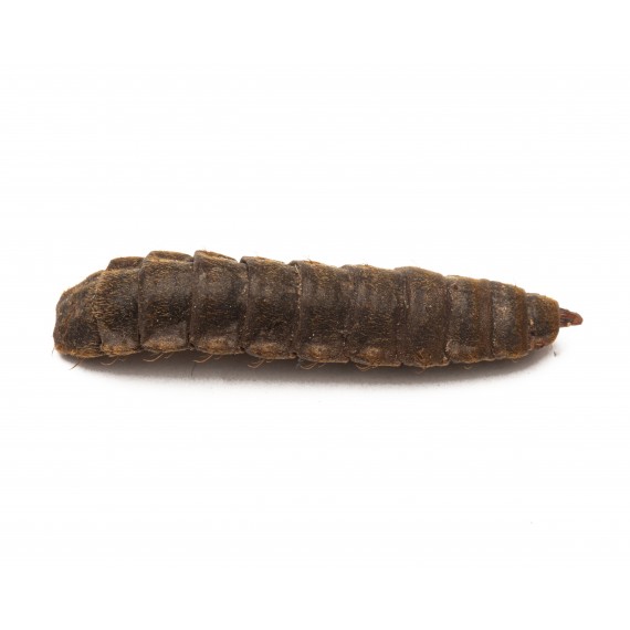 Mosca Soldado  Categorías