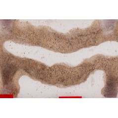 Qbik Wild Duo P 2C E  Inicio 2