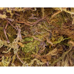 50cc Forest Moss  Inicio