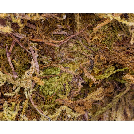 50cc Forest Moss  Categorías