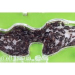 AntCrilic 20x20 cm Dépôt PVA Anthouse Fourmilières