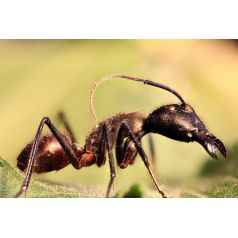 Camponotus gigas (Fourmis disséquée) Anthouse Autres insectes 2