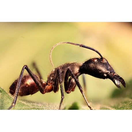 Camponotus gigas (Dissected ant) Other Insects Anthouse