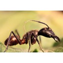 Camponotus gigas (Hormiga disecada) Anthouse Otros Insectos