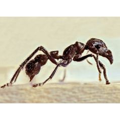 Paraponera clavata (Hormiga disecada) Anthouse Souvenirs 2