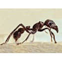 Paraponera clavata (Dissected ant) Souvenirs Anthouse