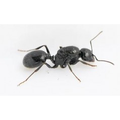 Queen Messor bouvieri Free Ants