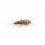 Thermobia domestica