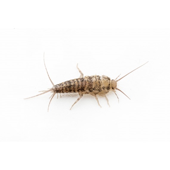 Thermobia domestica Home