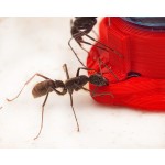 Abreuvoir pour fourmis à longues mâchoires (10ml) Anthouse Autres accessoires