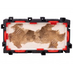Qbik Wild Duo P 3C E Caverna Home