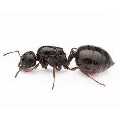 Regina di Crematogaster auberti  Formiche gratuite