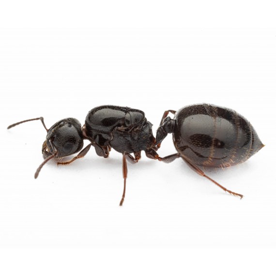 Crematogaster auberti - Königin  Gratis-Ameisen