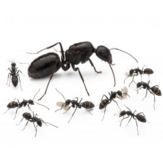 Colonia de Camponotus foreli (hormiga del desierto)   Hormigas Gratis