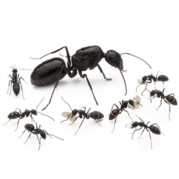 Colònia de Camponotus foreli (formiga del desert)  Formigues gratuïtes
