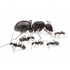 Colonia de Camponotus micans (hormiga plateada) Anthouse  Hormigas Gratis
