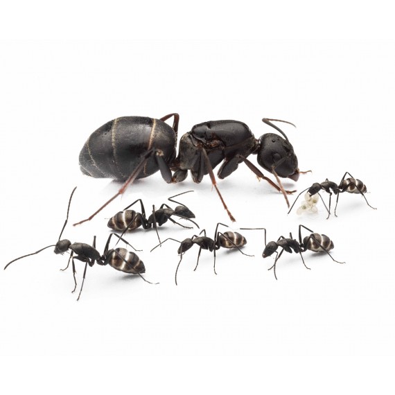 Colònia de Camponotus micans (formiga platejada) Anthouse Formigues gratuïtes