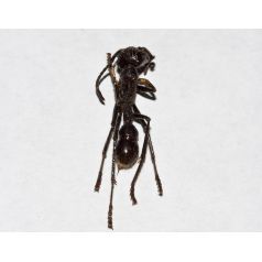 Zerlegte Paraponera clavata (sezierte Ameise) Anthouse Souvenirs