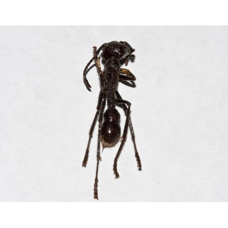 Camponotus gigas (Hormiga disecada)