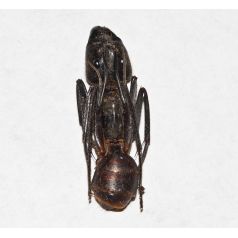Camponotus gigas sin Montar (Hormiga disecada) Anthouse Souvenirs