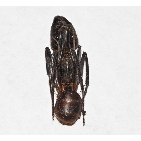 Camponotus gigas sin Montar (Hormiga disecada)