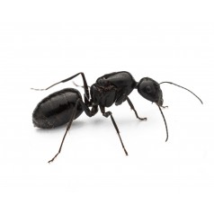Reine de Camponotus foreli (avec oeufs)  Fourmis gratuites