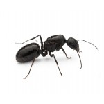Reine de Camponotus foreli (avec oeufs)  Fourmis gratuites