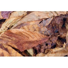 Chestnut Leaves 500cc  Accueil 2