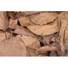 Beech Leaves 500cc  Inicio 2