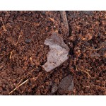 Sustrato Bioactivo con Micro Fauna  Inicio