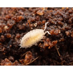 Substrat bioactif avec microfaune  Accueil 2