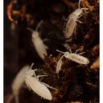 Sustrato Bioactivo con Micro Fauna  Inicio