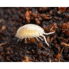 Trichorhina tomentosa - Dwarf Tropical Woodlice (500cc)  Inicio 2