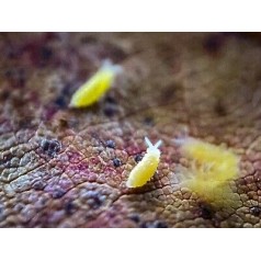 Collembole Ceratophycella sp Lilas « Jaune Albino » 250cc  Accueil