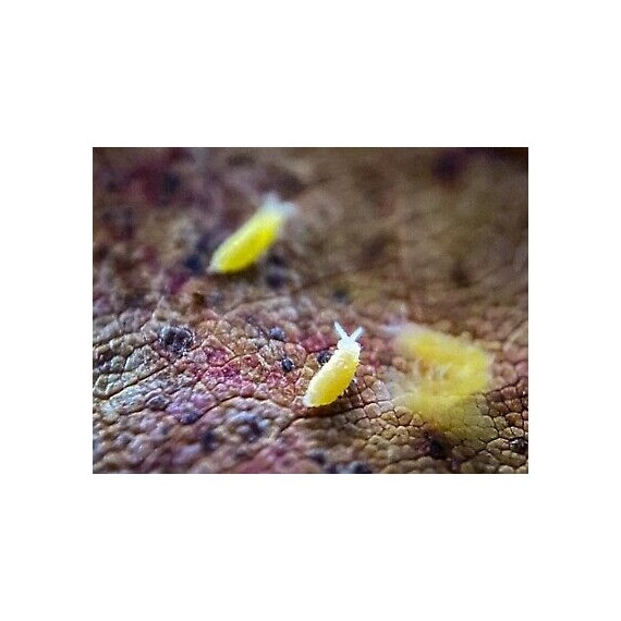 Collembole Ceratophycella sp Lilas « Jaune Albino » 250cc  Accueil
