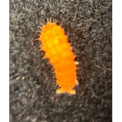 Yuukianura Aphoruroides (Orange Springtail) 150cc Home