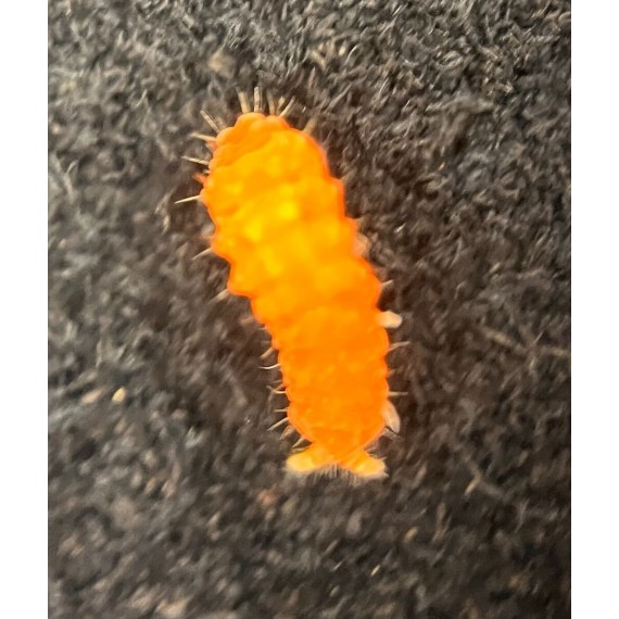 Yuukianura Aphoruroides (Orange Springtail) 150cc Home