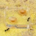 copy of Kit AntHouse Wand Groß Acryl Anthouse Kits Ameisennester