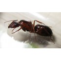 Camponotus barbaricus - Königin (Mit Eiern) Gratis-Ameisen Anthouse