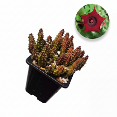 Huernia schneideriana Home