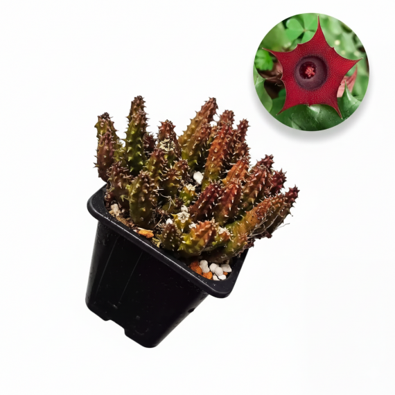 Huernia schneideriana  Inicio