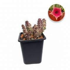 HueHuernia 'Pink Eye'  Inicio