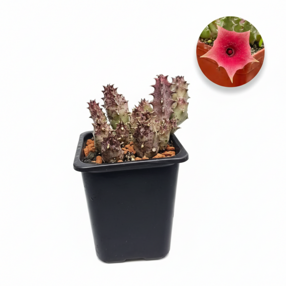 HueHuernia 'Pink Eye'  Inicio