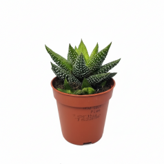 Haworthiopsis attenuata  Inicio