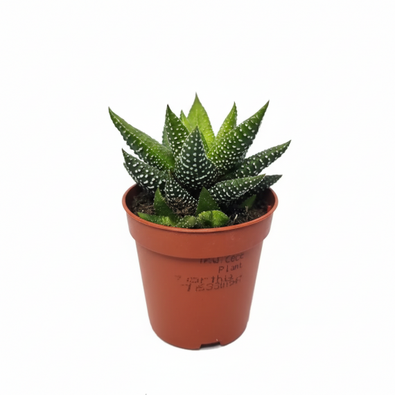 Haworthiopsis attenuata  Categorías