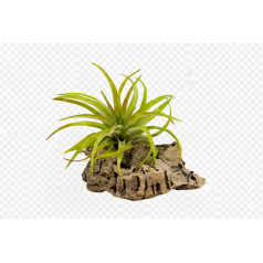 Tillandsia velutina  Inicio