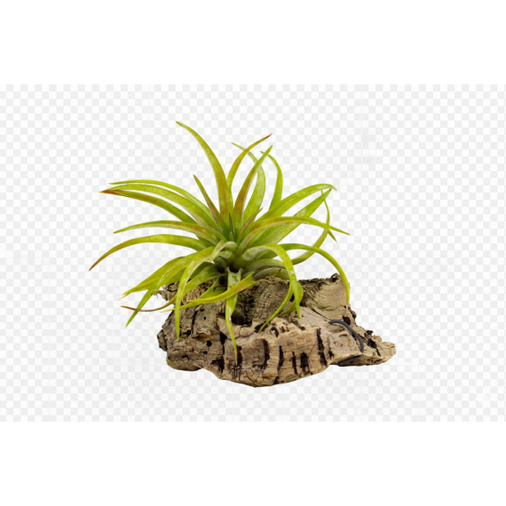 Tillandsia velutina Home
