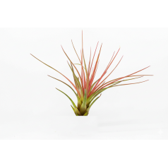 Tillandsia tricolor Home