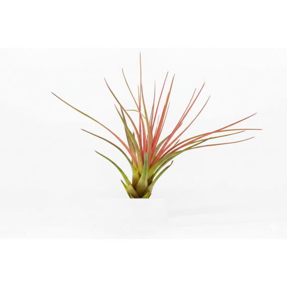 Tillandsia tricolor  Inicio